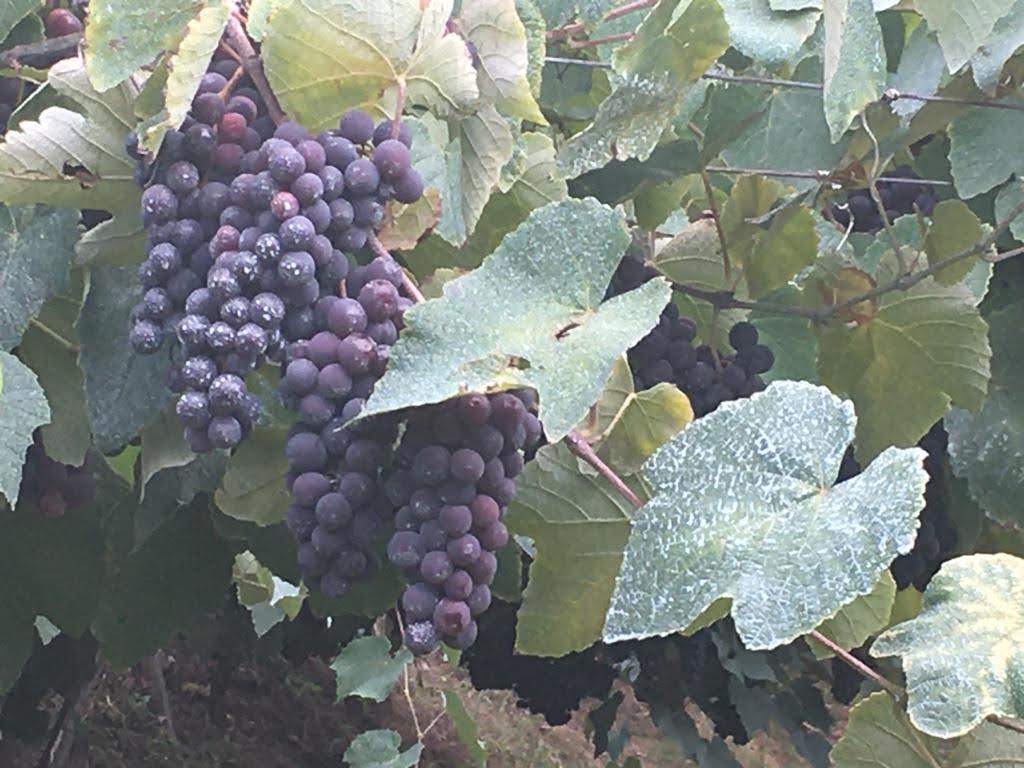 Grupo FN Diniz - Viagens e Passeios Canoas (43).jpeg